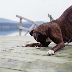 boxer jugando con cangrejo.jpg